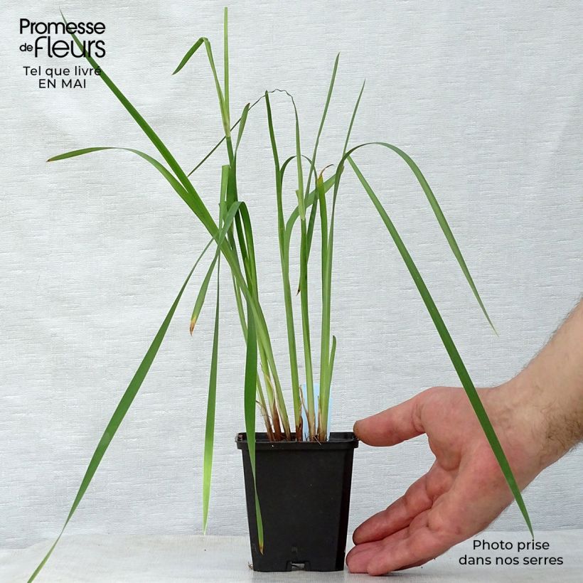 Exemplar von Iris sibirica Caesar's Brother - Sibirische Schwertlilie Kleine Töpfe von 8/9 cm wie im Frühjahr geliefert