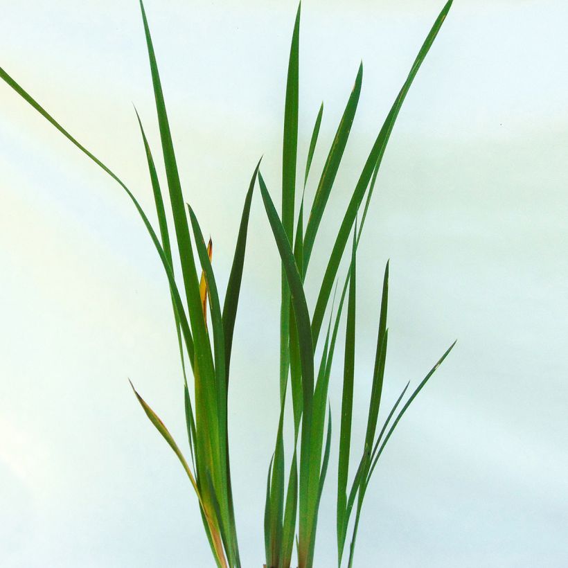 Iris sibirica Double Standard - Sibirische Schwertlilie (Foliage)