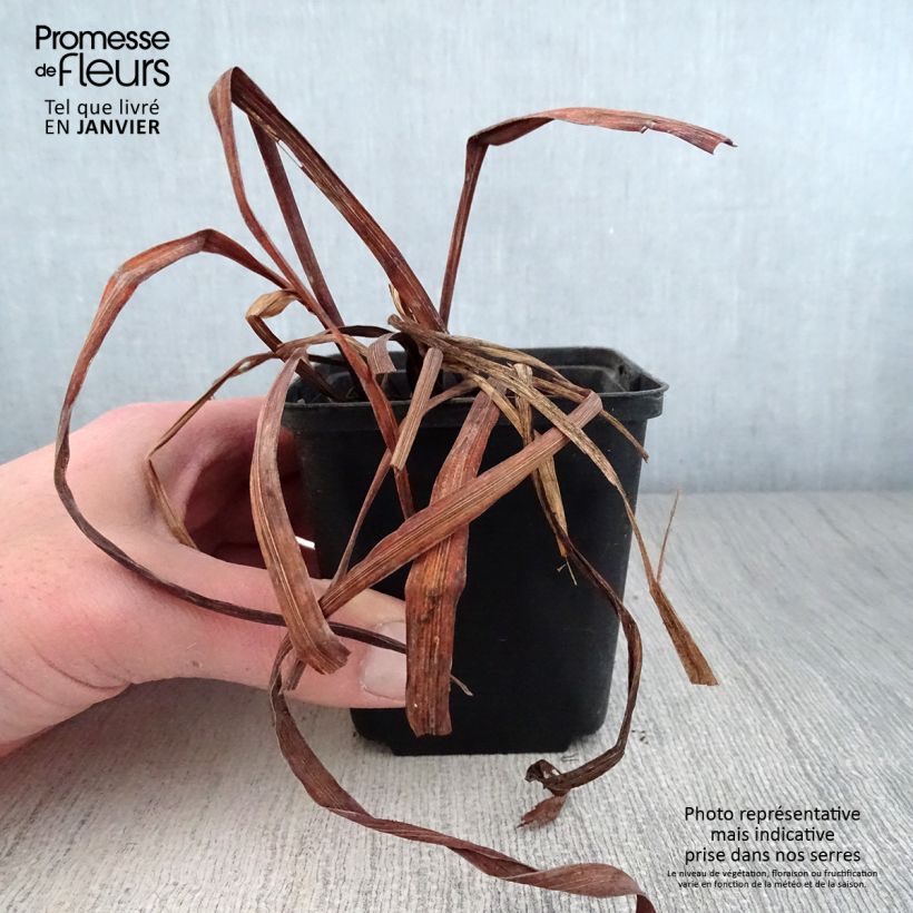 Exemplar von Iris sibirica Moon Silk - Sibirische Schwertlilie Kleine Töpfe von 8/9 cm wie im Winter geliefert