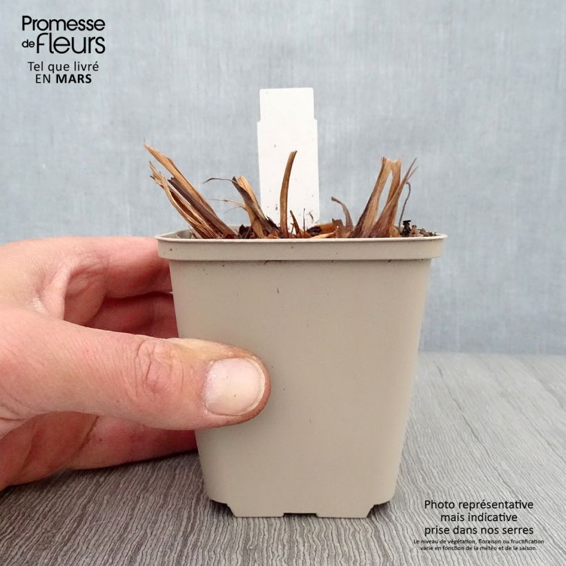 Exemplar von Iris sibirica Rikugi Sakura - Sibirische Schwertlilie Kleine Töpfe von 8/9 cm wie im Frühjahr geliefert