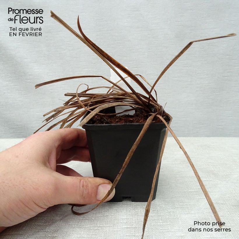 Exemplar von Iris sibirica Sparkling Rose - Sibirische Schwertlilie Kleine Töpfe von 8/9 cm wie im Winter geliefert