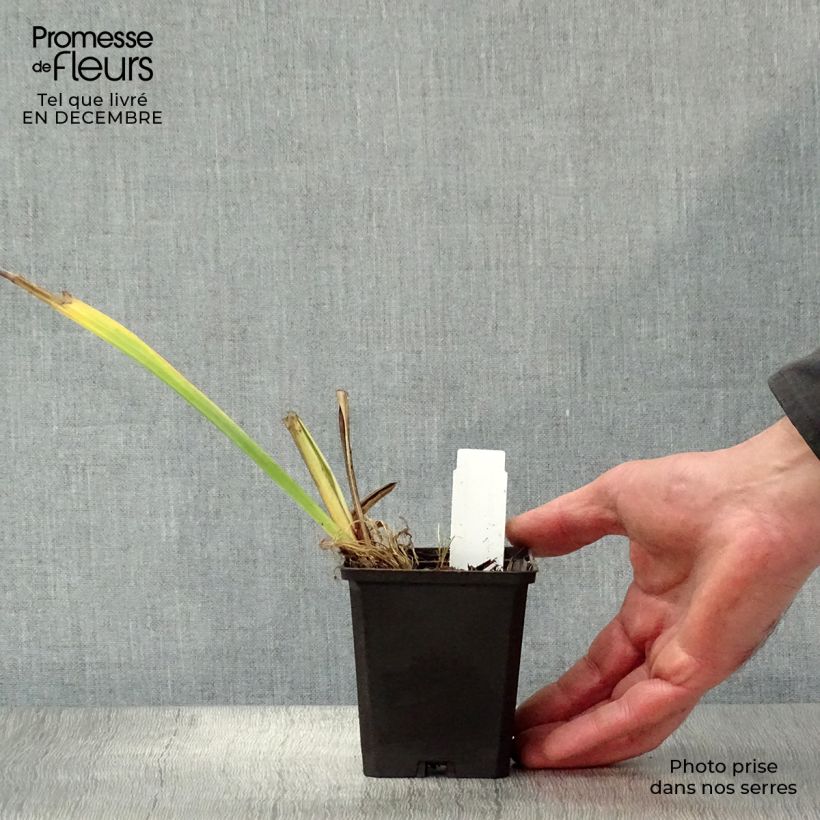 Exemplar von Iris pseudacorus Variegata - Gelbe Sumpf-Schwertlilie Kleine Töpfe von 8/9 cm wie im Winter geliefert