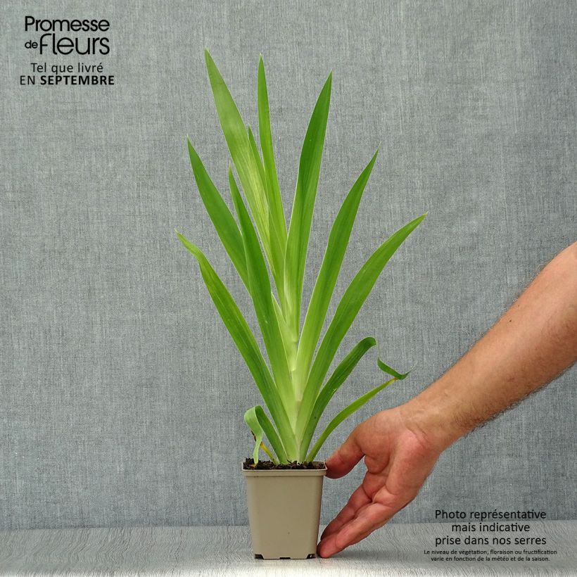 Example of Belamcanda chinensis - Leopardenblume Kleine Töpfe von 8/9 cm as you get in automne