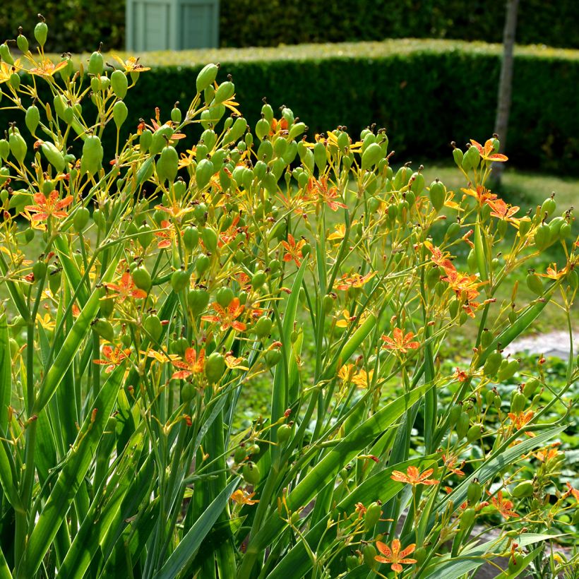 Belamcanda chinensis - Leopardenblume (Plant habit)