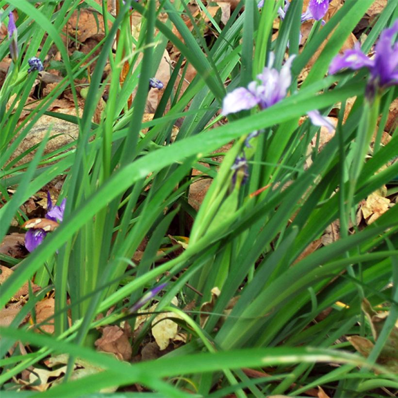Iris douglasiana - Douglas-Schwertlilie (Foliage)