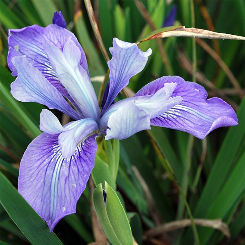 Iris douglasiana - Douglas-Schwertlilie (Flowering)