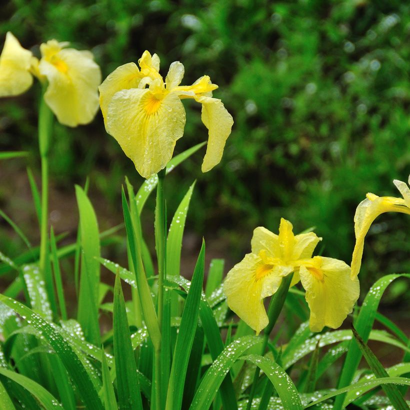 Iris ensata Aichi-no-Kagayaki - Japanische Schwertlilie (Plant habit)