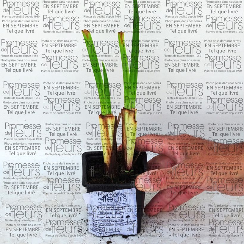 Example of Iris ensata Caprician Butterfly - Japanische Schwertlilie Kleine Töpfe von 8/9 cm as you get