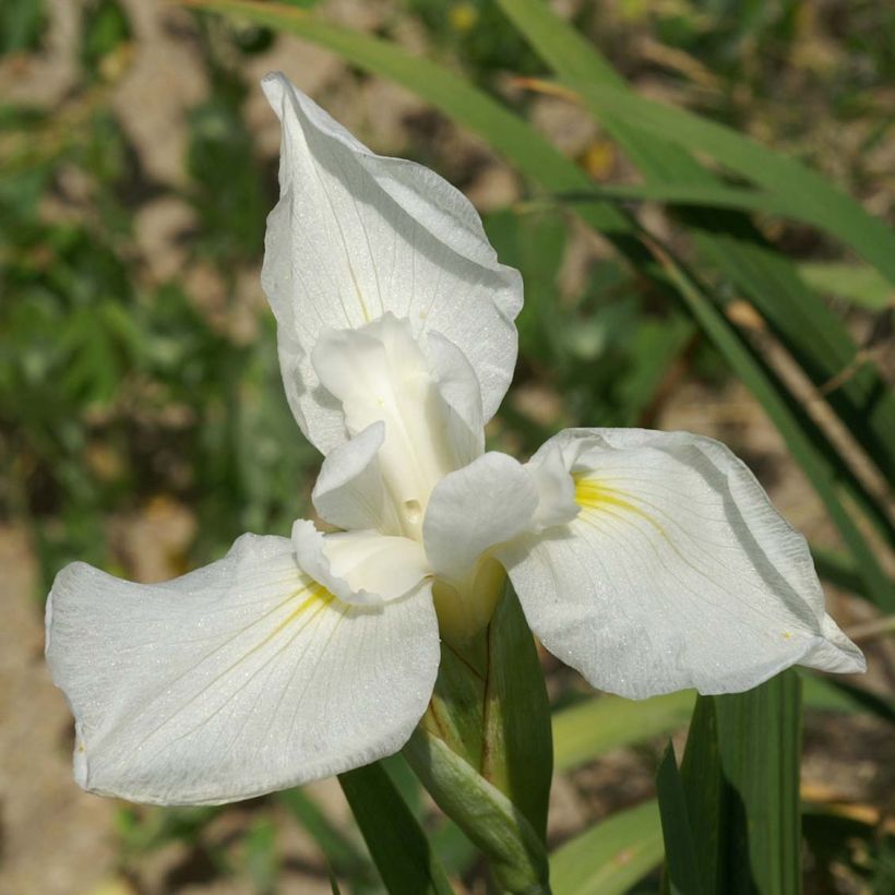 Iris ensata Comtesse de Paris - Japanische Schwertlilie (Flowering)