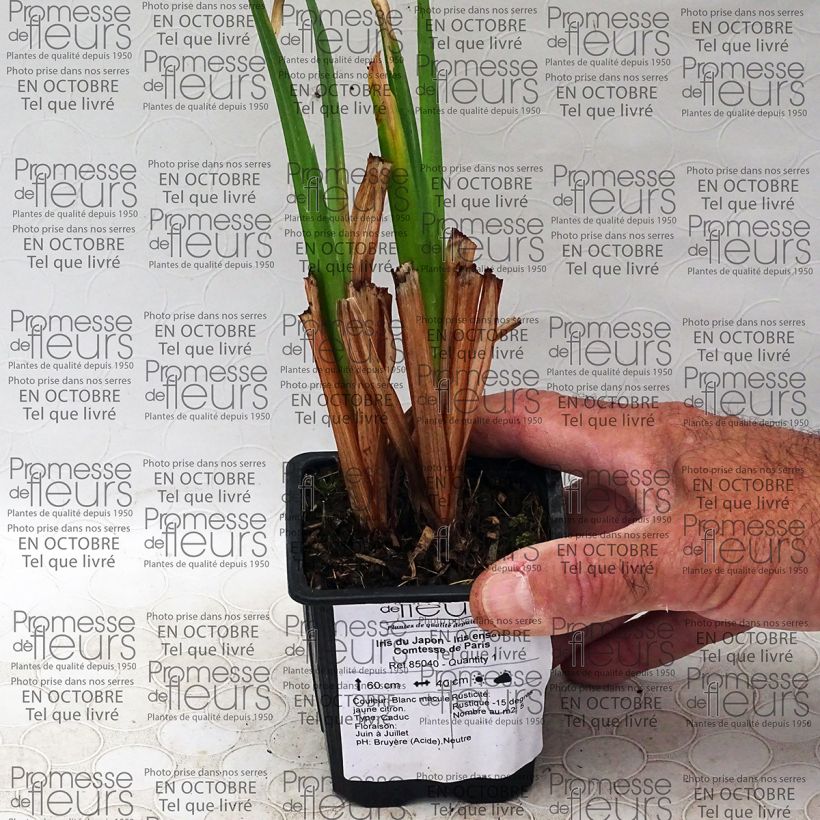 Example of Iris ensata Comtesse de Paris - Japanische Schwertlilie Kleine Töpfe von 8/9 cm as you get