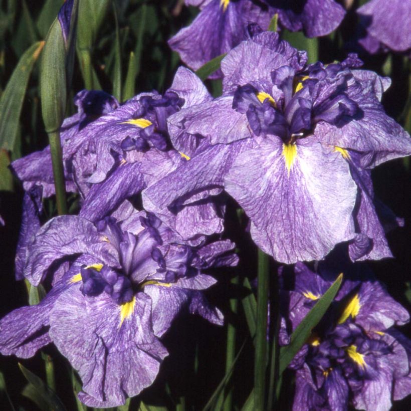 Iris ensata Dainagon - Japanische Schwertlilie (Flowering)