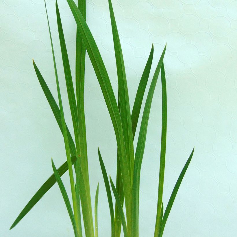 Iris ensata Darling - Japanische Schwertlilie (Foliage)