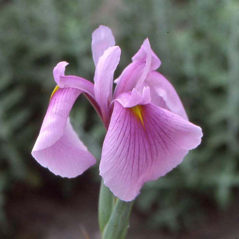 Iris ensata Darling - Japanische Schwertlilie (Flowering)