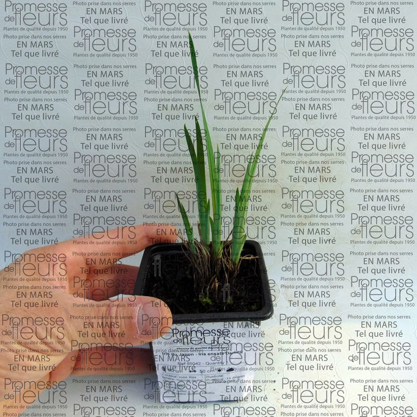 Example of Iris ensata Darling - Japanische Schwertlilie Kleine Töpfe von 8/9 cm as you get