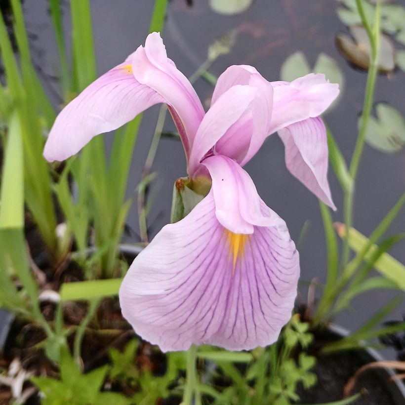 Iris ensata Darling - Japanische Schwertlilie (Blüte)