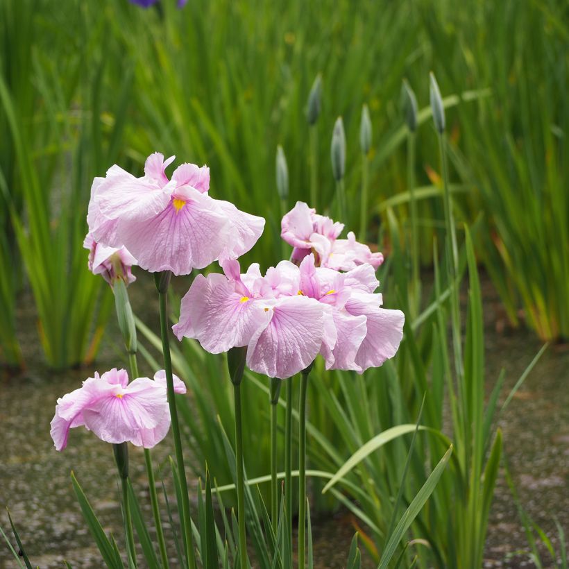 Iris ensata Dinner Plate Tub Tim Grob - Japanische Schwertlilie (Plant habit)