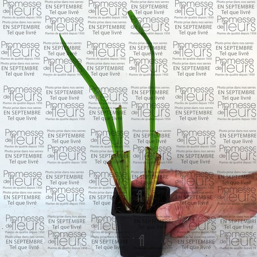 Example of Iris ensata Geisha-Hiskiki - Japanische Schwertlilie Kleine Töpfe von 8/9 cm as you get