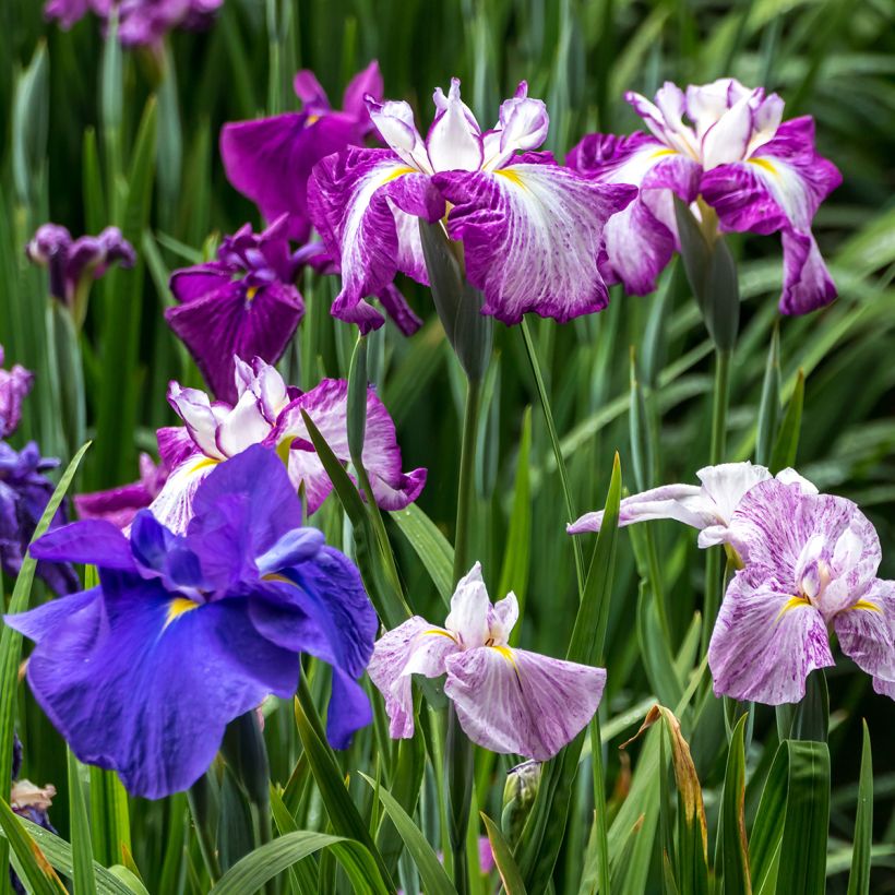 Iris ensata Harlequinesque - Japanische Schwertlilie (Plant habit)