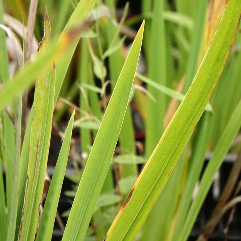 Iris ensata Harlequinesque - Japanische Schwertlilie (Foliage)
