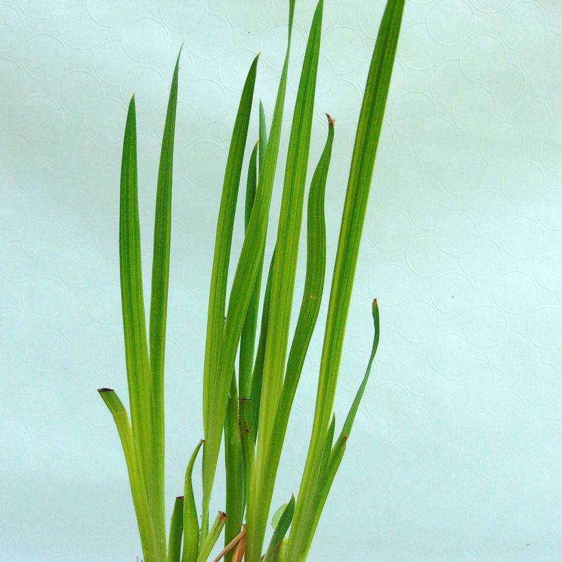 Iris ensata Iedo Mishiski - Japanische Schwertlilie (Foliage)