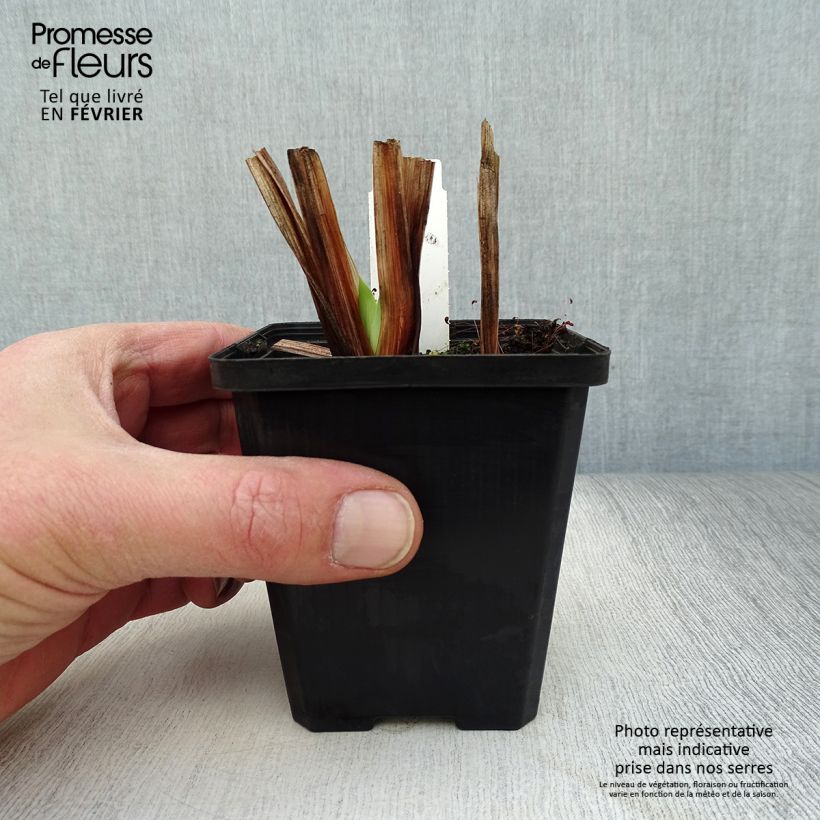 Exemplar von Iris ensata Météor - Japanische Schwertlilie Kleine Töpfe von 8/9 cm wie im Winter geliefert