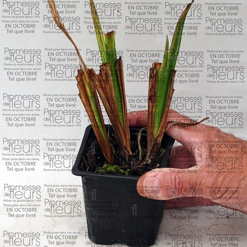 Example of Iris ensata Mme Bigot - Japanische Schwertlilie Kleine Töpfe von 8/9 cm as you get