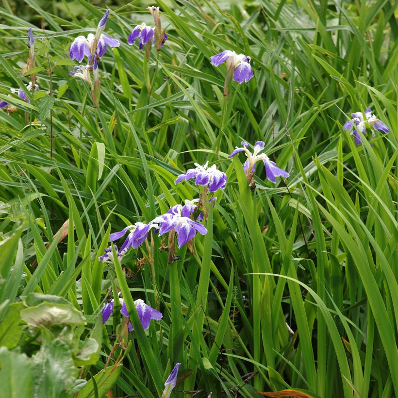 Iris ensata Montrosa - Japanische Schwertlilie (Plant habit)
