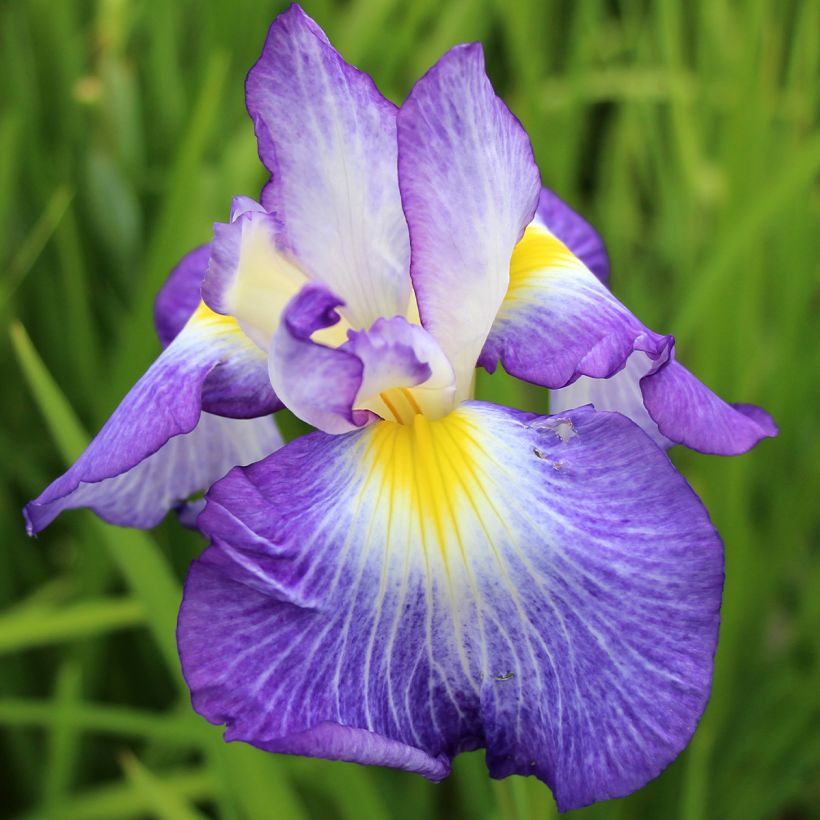 Iris ensata Ocean Mist - Japanische Schwertlilie (Flowering)