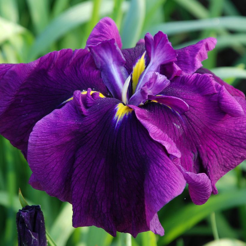 Iris ensata Royal Banner - Japanische Schwertlilie (Flowering)