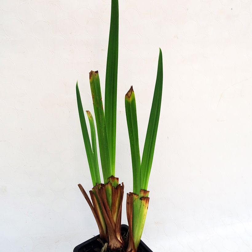 Iris ensata Sensation - Japanische Schwertlilie (Foliage)