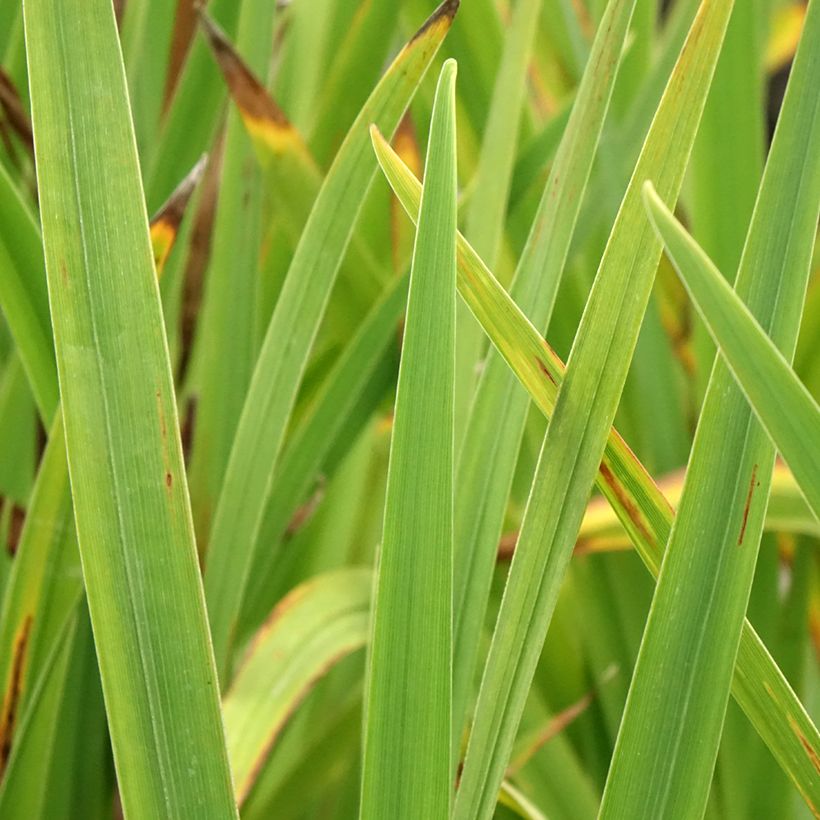 Iris ensata Sugar Dome - Japanische Schwertlilie (Foliage)