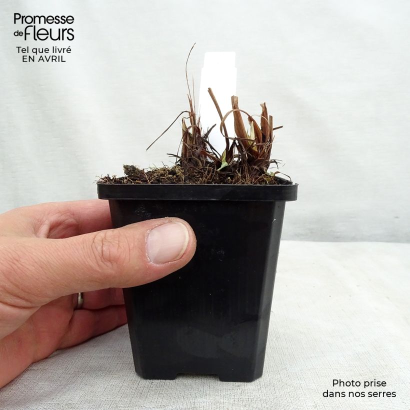 Exemplar von Iris ensata Variegata - Japanische Schwertlilie Kleine Töpfe von 8/9 cm wie im Frühjahr geliefert