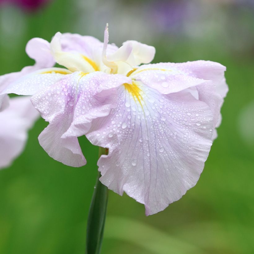 Iris ensata World s Delight - Japanische Schwertlilie (Flowering)