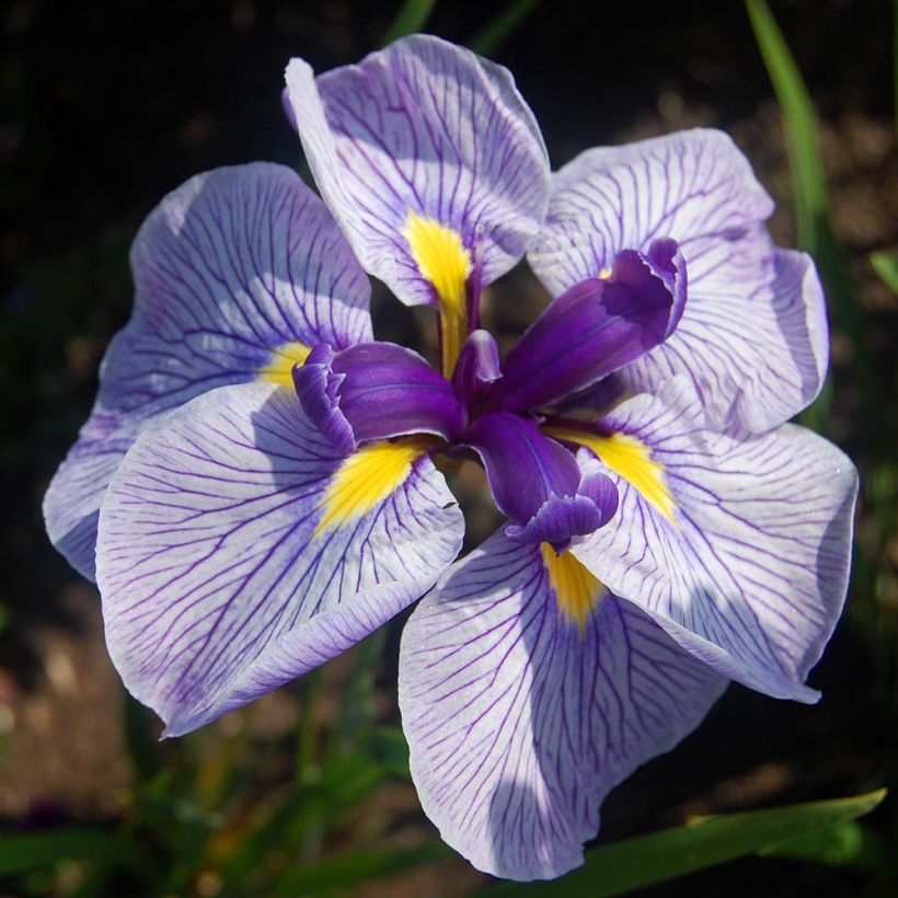 Iris ensata Activity - Japanische Schwertlilie (Flowering)