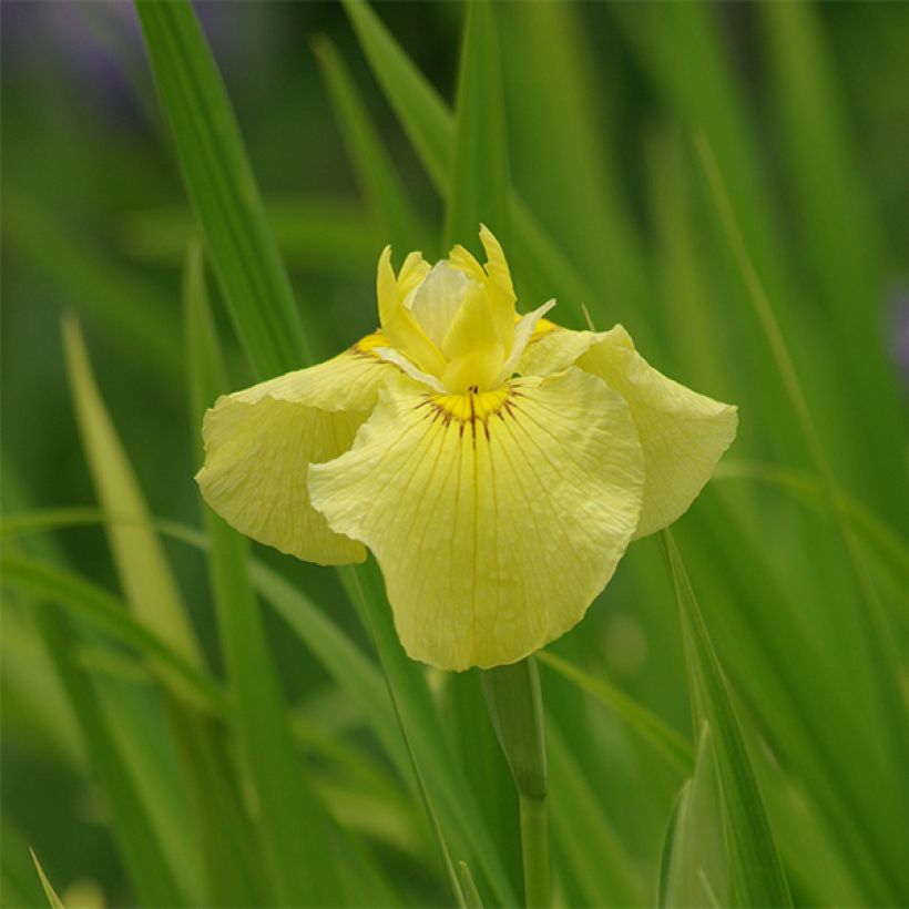 Iris ensata Aichi-no-Kagayaki - Japanische Schwertlilie (Flowering)