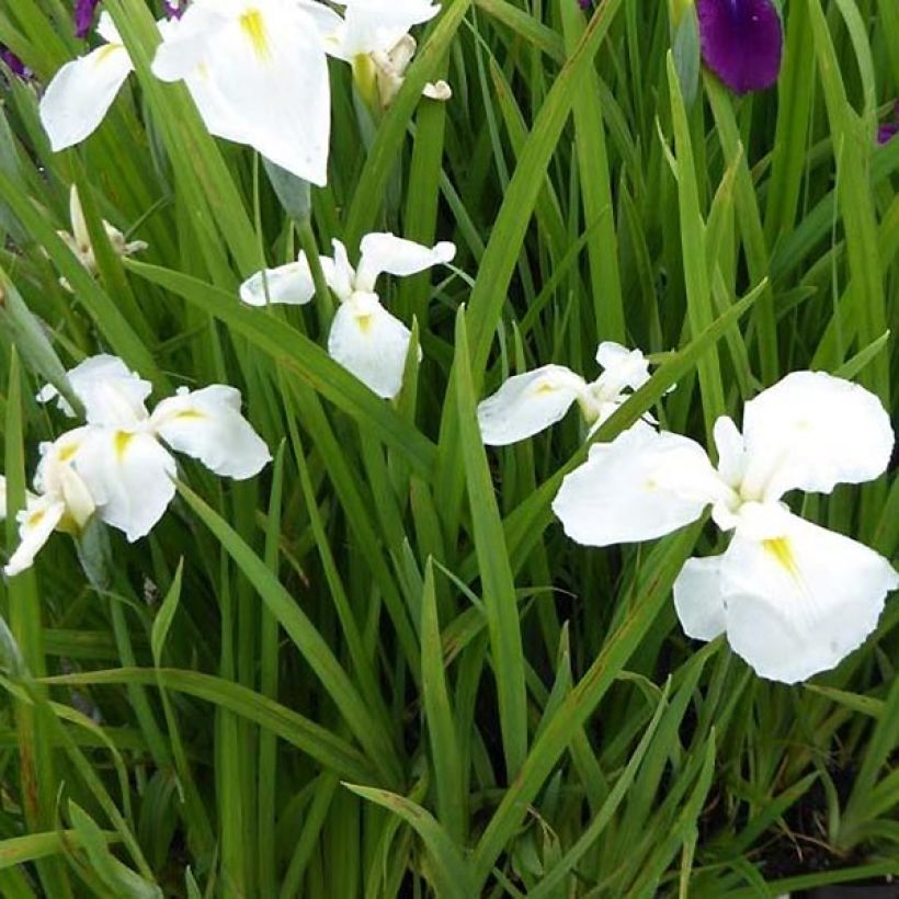 Iris ensata Diamant - Japanische Schwertlilie (Foliage)