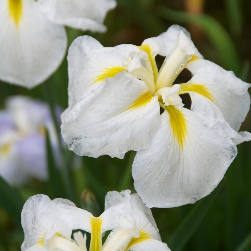 Iris ensata Diamant - Japanische Schwertlilie (Flowering)