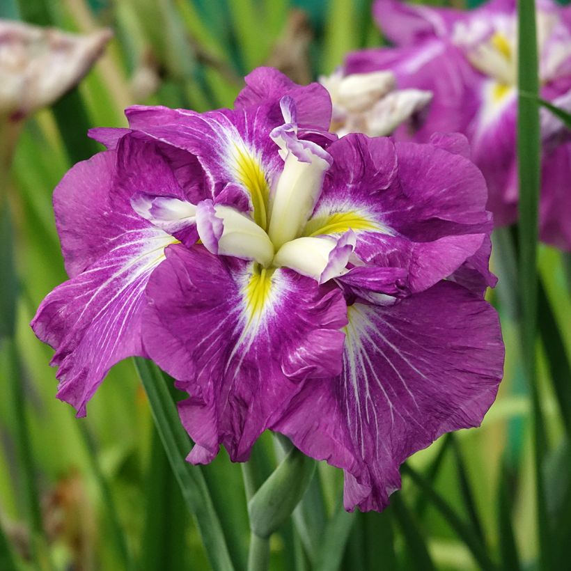 Iris ensata Dinner Plate Jell-O - Japanische Schwertlilie (Blüte)