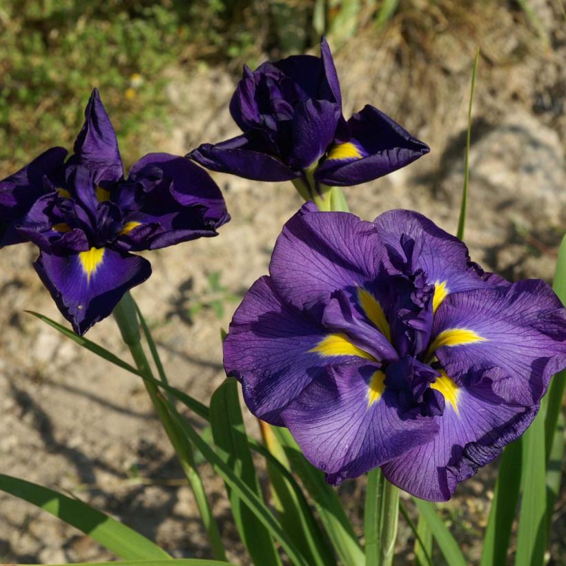 Iris ensata Geisha-Hiskiki - Japanische Schwertlilie (Flowering)