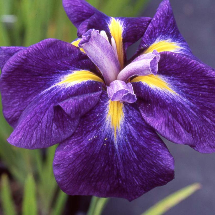 Iris ensata Iedo Mishiski - Japanische Schwertlilie (Flowering)
