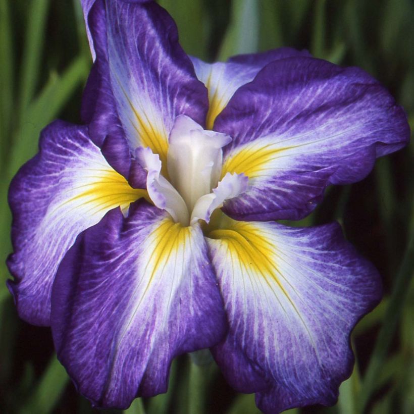 Iris ensata Illumination - Japanische Schwertlilie (Flowering)