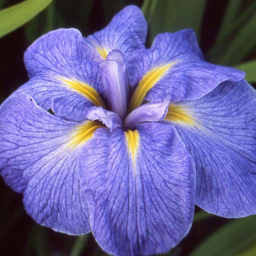 Iris ensata Mme Bigot - Japanische Schwertlilie (Flowering)