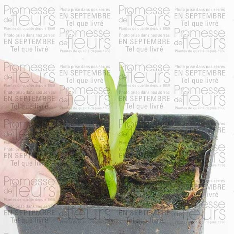Example of Iris ensata Sensation - Japanische Schwertlilie Kleine Töpfe von 8/9 cm as you get