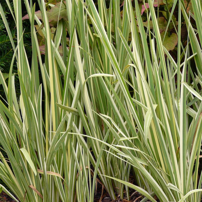 Iris ensata Variegata - Japanische Schwertlilie (Foliage)