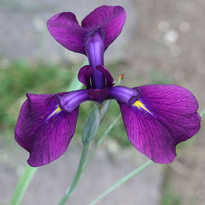 Iris ensata Variegata - Japanische Schwertlilie (Flowering)