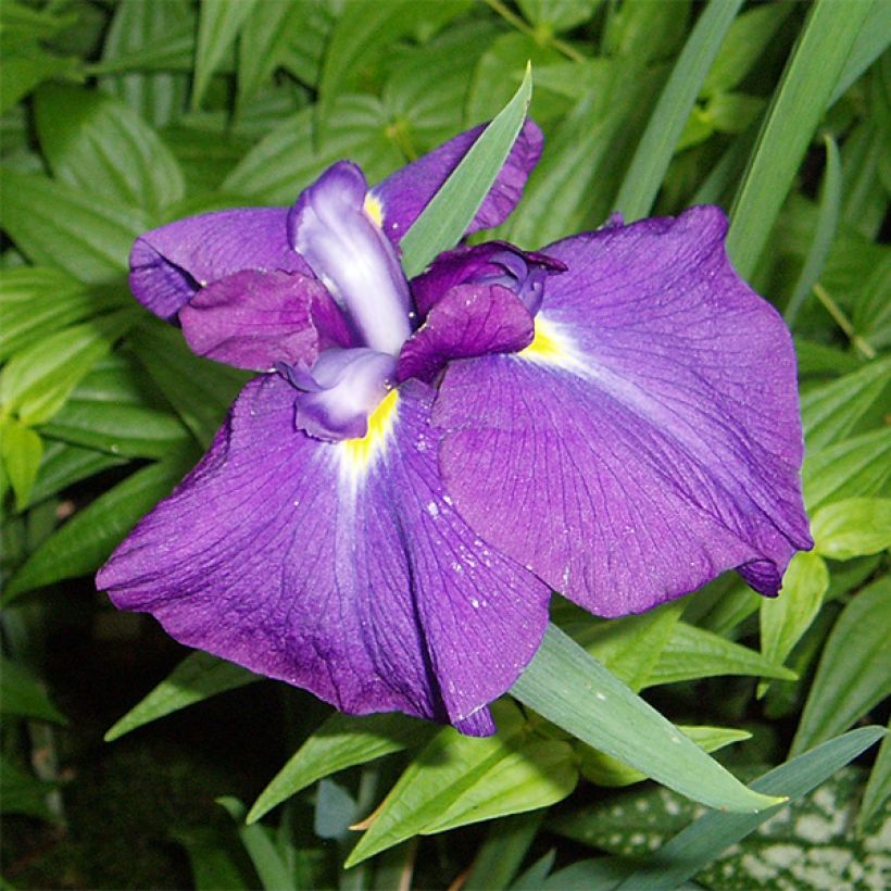 Iris ensata Velvety Queen - Japanische Schwertlilie (Flowering)