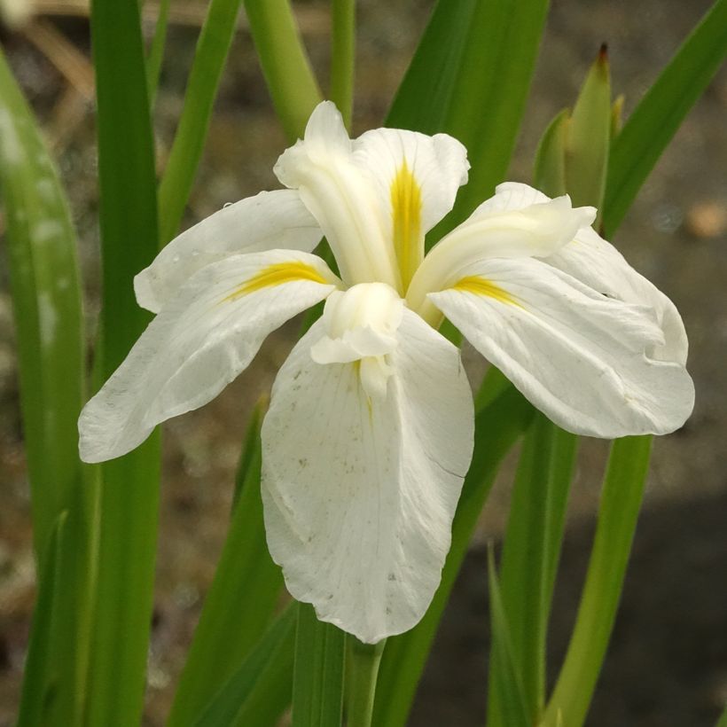 Iris ensata White Ladies - Japanische Schwertlilie (Blüte)