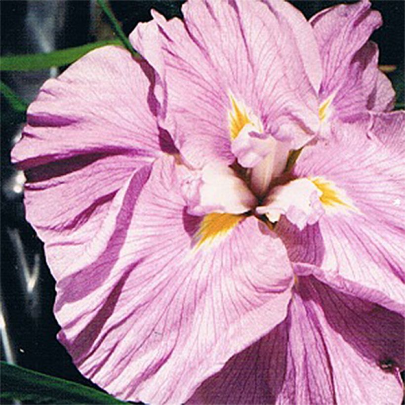 Iris ensata Worley Pink - Japanische Schwertlilie (Flowering)