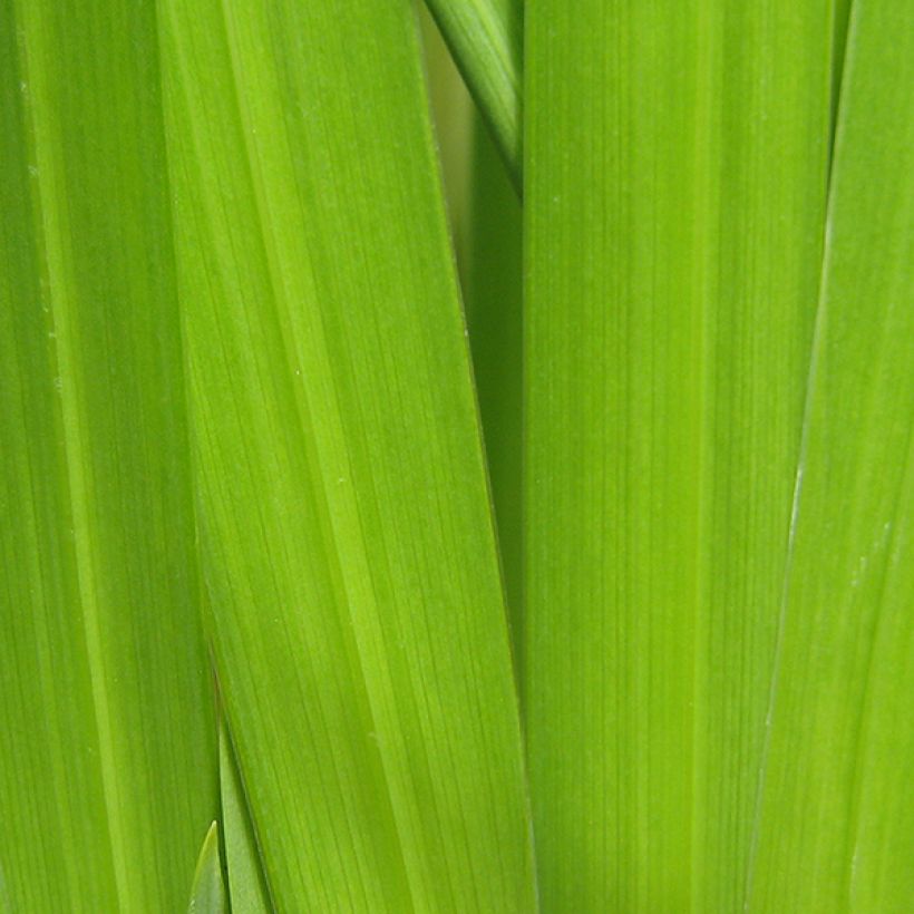Iris ensata Yezo Nishiki - Japanische Schwertlilie (Foliage)