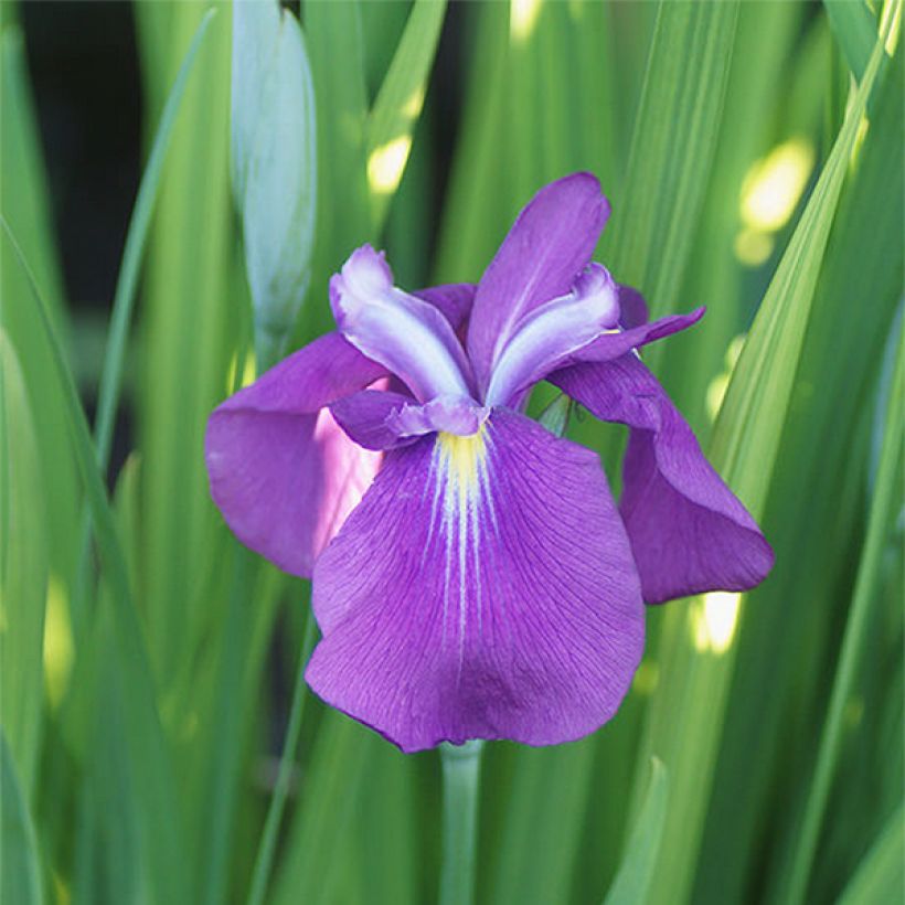 Iris ensata Yezo Nishiki - Japanische Schwertlilie (Flowering)